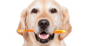 Igiene dentale dei cani. Scopriamo perchè è fondamentale e come farla