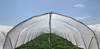 Maltempo, Coldiretti Mantova: per melone e cocomero stagione in ritardo di 20 giorni