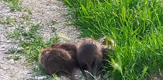 Super famigliola di nutrie cena sulla ciclabile