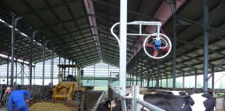 Coldiretti: troppo caldo, cala la produzione del latte. Nelle stalle ventilatori e doccette