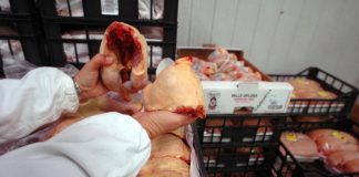 Carni avicole, nel 2021 Italia unico paese con segno più tra 5 produttori Ue