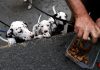 Per 95% proprietari di animali è importante acquistare alimenti da aziende sostenibili