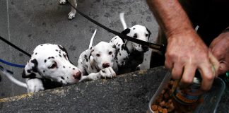 Per 95% proprietari di animali è importante acquistare alimenti da aziende sostenibili