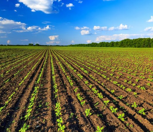 Coldiretti Mantova, bilancio annata agraria 2021 abbastanza positivo Psr, dalla Regione 400 mln di euro in due anni per le aziende agricole. Con i primi bandi già disponibili 185 mln