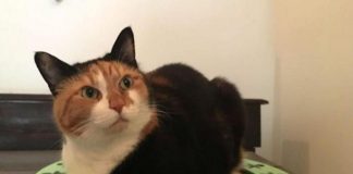 Covid, cani e gatti lo prendono dai padroni: i mici più a rischio