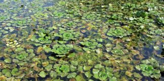 Comune di Mantova, 15mila euro per il contenimento della castagna d’acqua