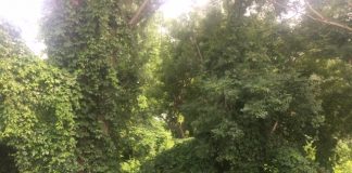 Paiolo, i proprietari rinunceranno a costruire nella zona naturalistica