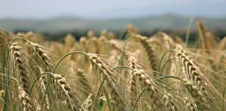 Orzo e siccità: secondo la Coldiretti il raccolto sarà inferiore al 2020 e con prezzi più elevati del 39%