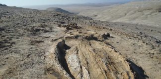 Perù, svelata l’origine di uno dei più grandi giacimenti di fossili di cetacei al mondo