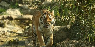 Allarme nella Giornata mondiale della Tigre, la siberiana é a rischio