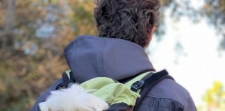 Mantova, servizio di dog-sitting per i visitatori dei musei