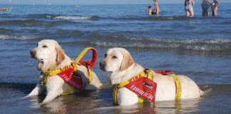 Ragazza 15enne trascinata al largo da onde, salvata da cani bagnino