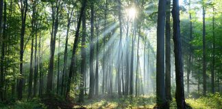 Dl semplificazioni, Assolegno: bene ok ad accordi di foresta