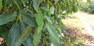 Clima, é boom di frutta esotica made in Italy