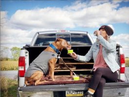 Estate con cane e gatto: 5 mosse per una vacanza serena (e gli errori da evitare)