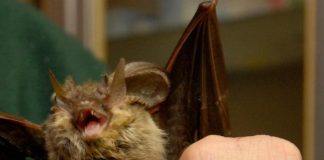 Covid, i pipistrelli si infettano ma non si ammalano: ecco perché