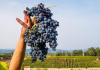 Vino: in Sicilia -11,3% produzione in 2020, prevista grande annata 2021