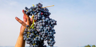 Vino: in Sicilia -11,3% produzione in 2020, prevista grande annata 2021