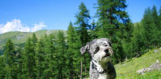 Vacanze in montagna con il pelosetto? Su “Zampa e pollicino” i consigli del veterinario