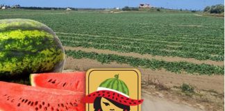 Iolanda Turrà: “Consumi in frenata ma a ferragosto tutti a tavola con l’anguria Calabresella”