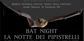 Sabato prossimo a Bosco Fontana la “Notte Bianca della Biodiversità”
