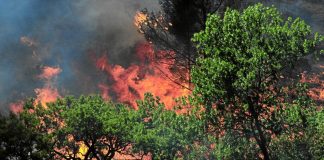 Francia, incendio al sud: evacuate migliaia di persone