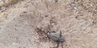 Lampedusa, nascono le prima tartarughe marine