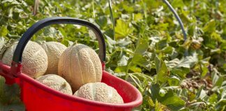 Rincari energia e materie prime, Coldiretti Mantova: per la campagna del melone costi +40%
