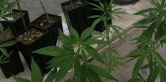 Cannabis, “destra e Italia Viva chiedono rinvio”: voto slitta