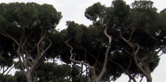 Pineta Mussolini a Sormano, sindaco: “Io antifascista e di sinistra, ma lasciamo intitolazione”