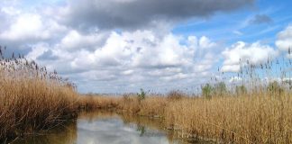 Il 22 agosto “Notte delle stelle” alle Paludi di Ostiglia con la liberazione di rapaci