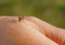 West Nile, 5 casi nel Mantovano, 1 sintomatico. In Lombardia anche il virus Usutu