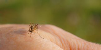 70enne del Basso Mantovano colpito dal West Nile. Allerta donazioni di sangue