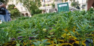 Cannabis, primo via libera alla coltivazione in casa fino a 4 piante