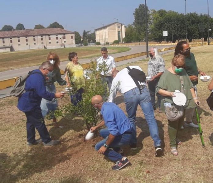 Un albero di melograno suggella la nascita del Tavolo interreligioso a Curtatone