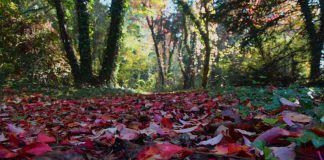 “Conoscersi nel bosco”: percorso di ecopsicologia al Parco delle Bertone