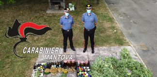 Scoperta piantagione di Cannabis nella campagna di Sermide e Felonica, arrestato un 33enne. Sequestrate 53 piantine