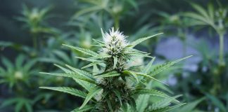 Cannabis legale referendum, cosa succede ora?