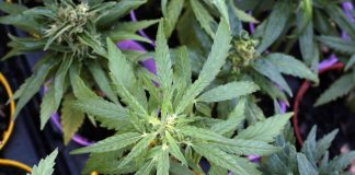 Referendum sulla cannabis, raggiunte 500mila firme