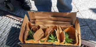 Referendum cannabis, Lega non partecipa a voto proroga in Cdm