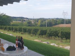 Colle dei Pivi, pace e tranquillità con vista mozzafiato sul vigneto aziendale