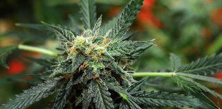 Referendum Cannabis online, raggiunte oltre 330mila firme