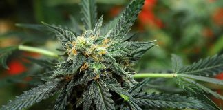 Maxioperazione antidroga: 43 misure cautelari e sequestri. Le serre di marijuana erano nel mantovano