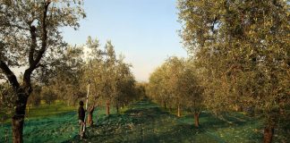 Consorzio olio Garda Dop, fare squadra per valorizzare prodotto che non conosce crisi