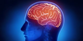 Humanitas, così il cervello si protegge dalle infiammazioni intestinali