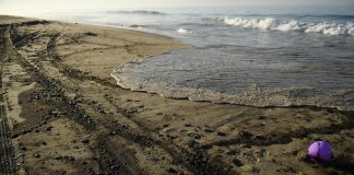 Marea nera in California, rischio disastro ecologico