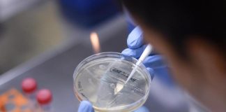 Nobel Medicina 2021, niente premio a scienziati vaccini Covid: cosa dicono esperti