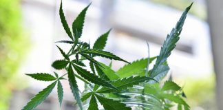 Consulcesi: “Burocrazia e pregiudizi su cannabis frenano terapie”, al via corso