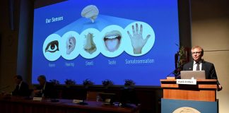 Nobel Medicina 2021, premio al senso della pelle per carezze e calore