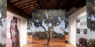 Dalla foresta al design, a Conegliano il sughero racconta le sue mille vite